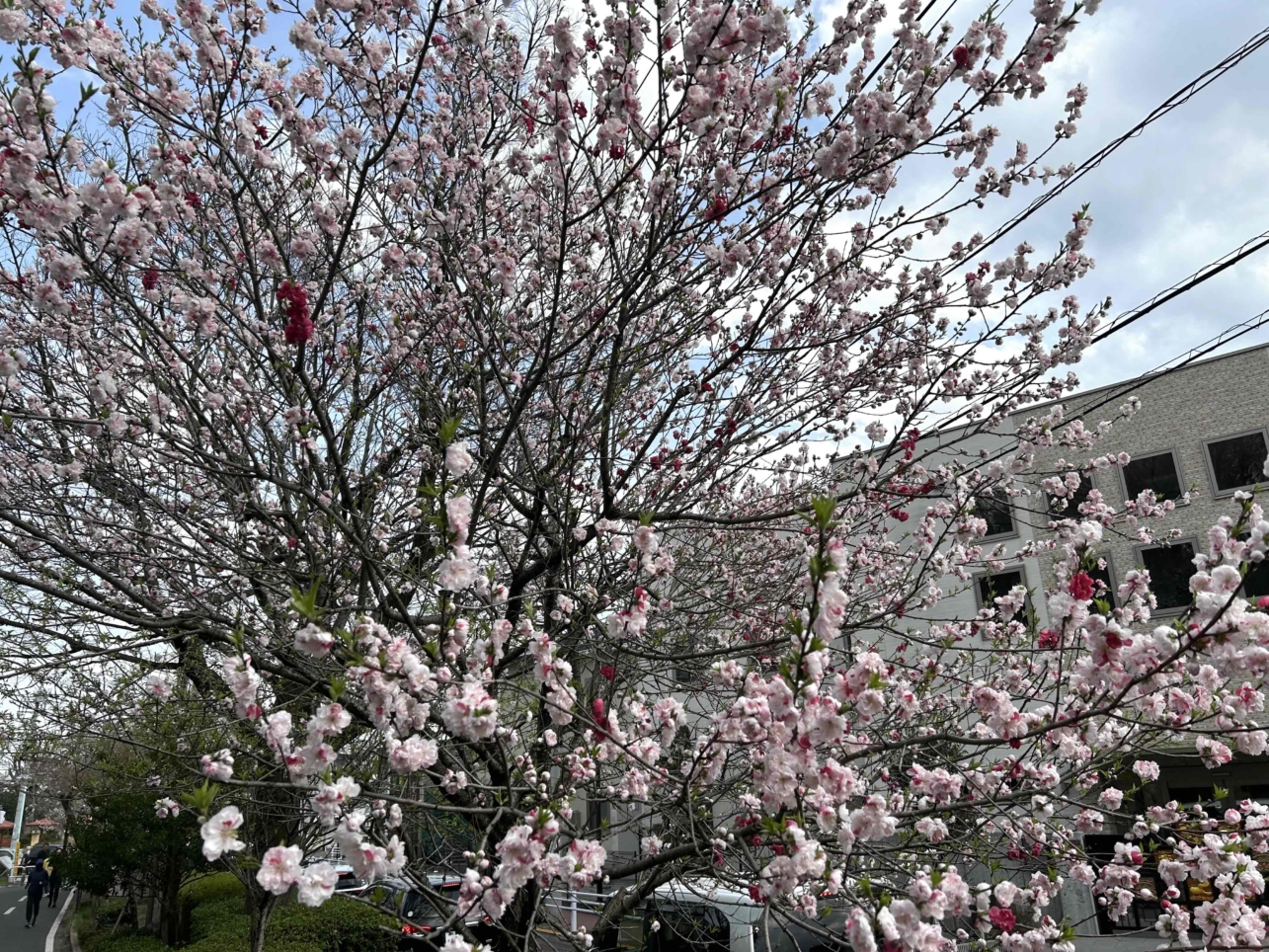 桜咲く♪♪（狭山公園）