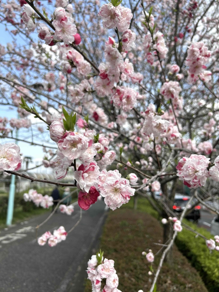 桜咲く♪♪（狭山公園）