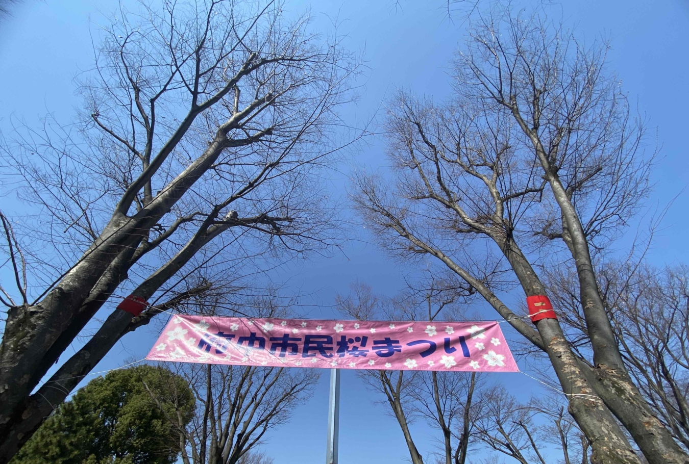 ☆２０２５年第５４回府中市民さくらまつり☆