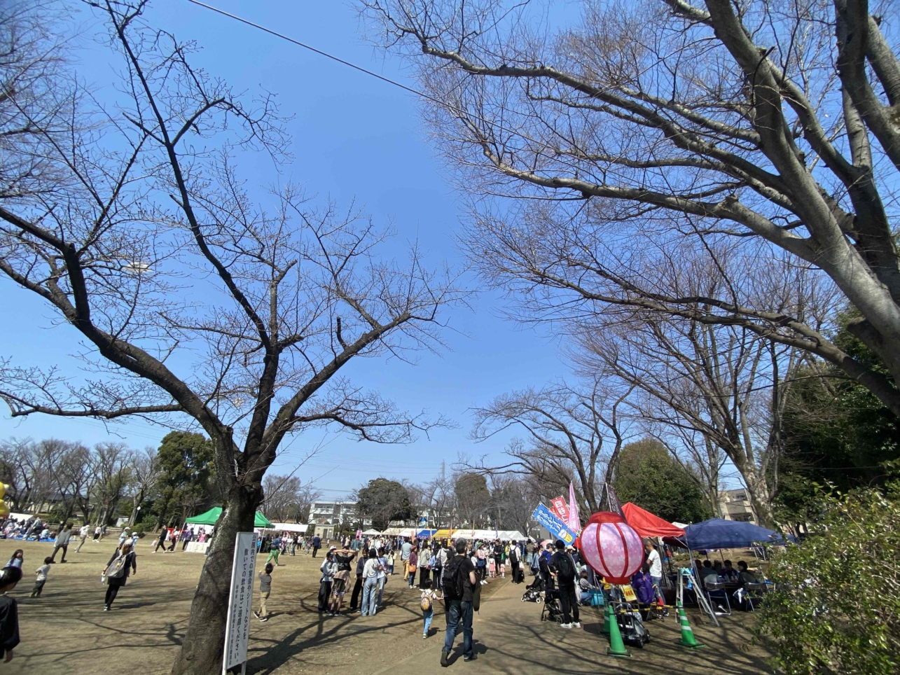 ☆２０２５年第５４回府中市民さくらまつり☆