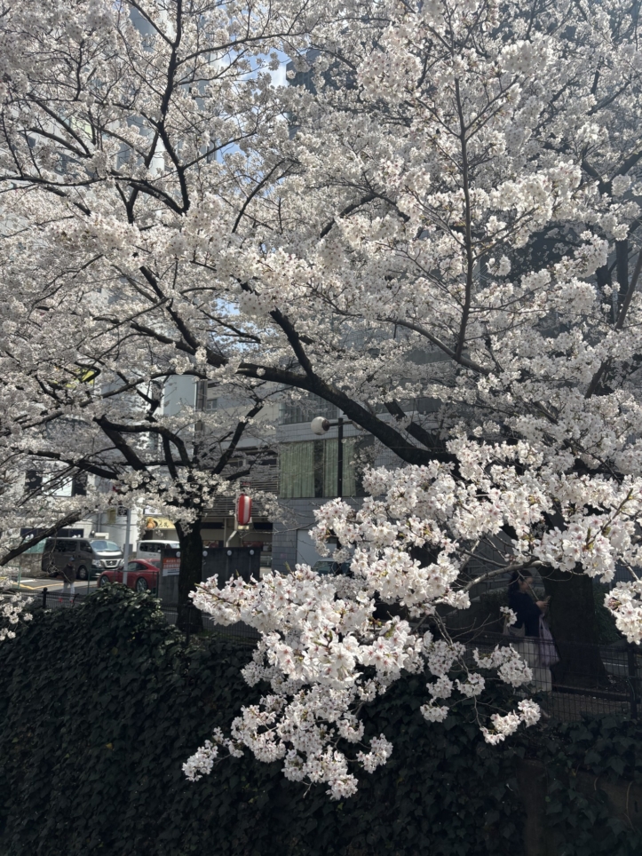 多摩センター！乞田川河川敷の桜