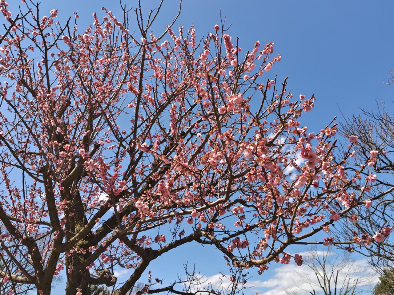 春～♪【羽根木公園】