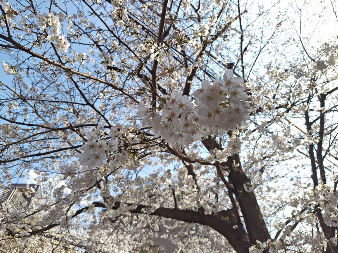 ☆桜まつり～上北沢☆