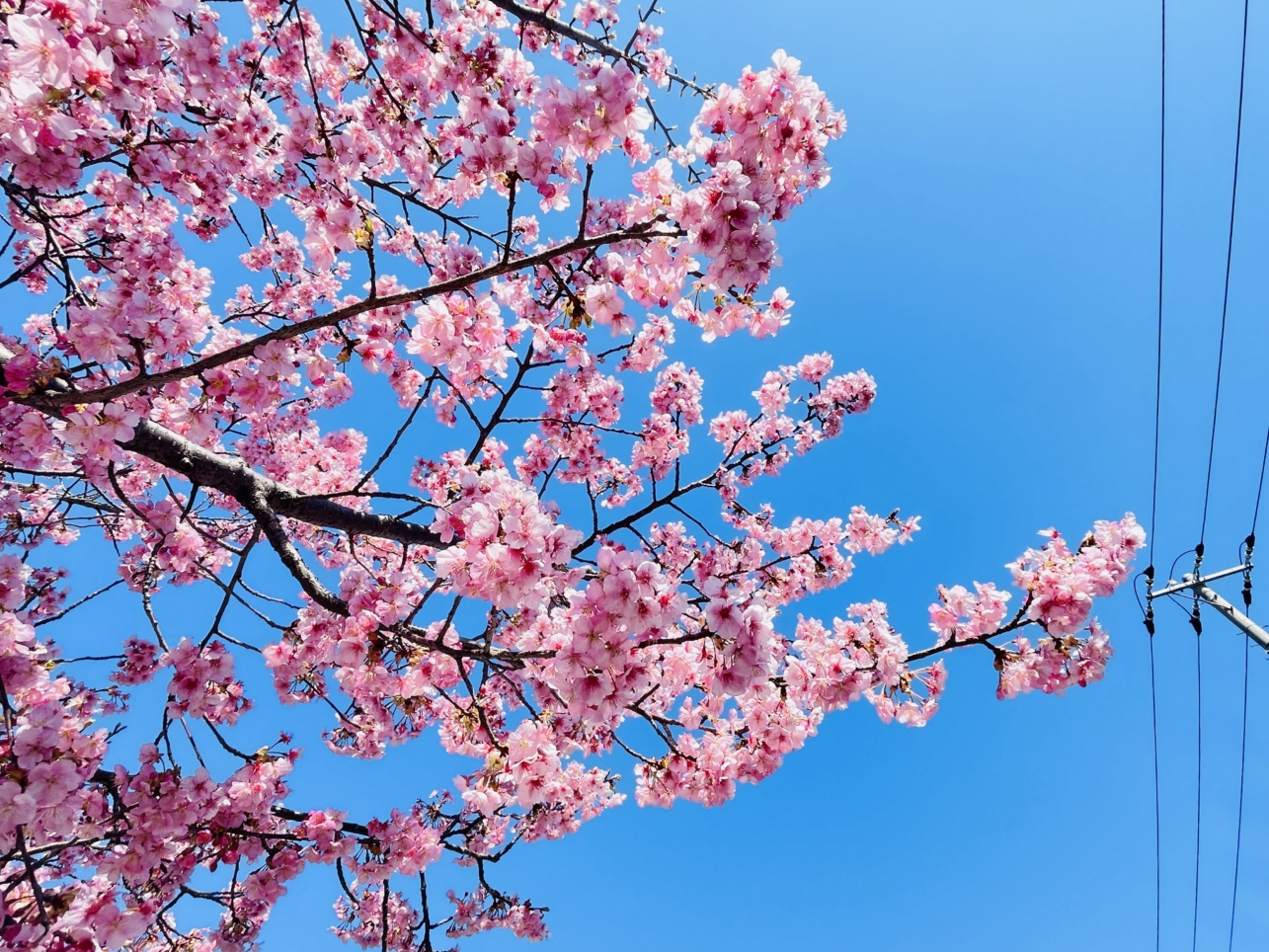【泉区】西が岡公園多目的広場横　桜並木