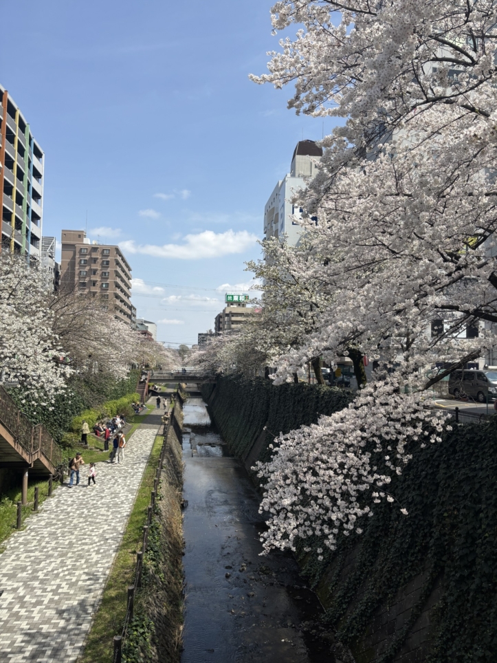 多摩センター！乞田川河川敷の桜