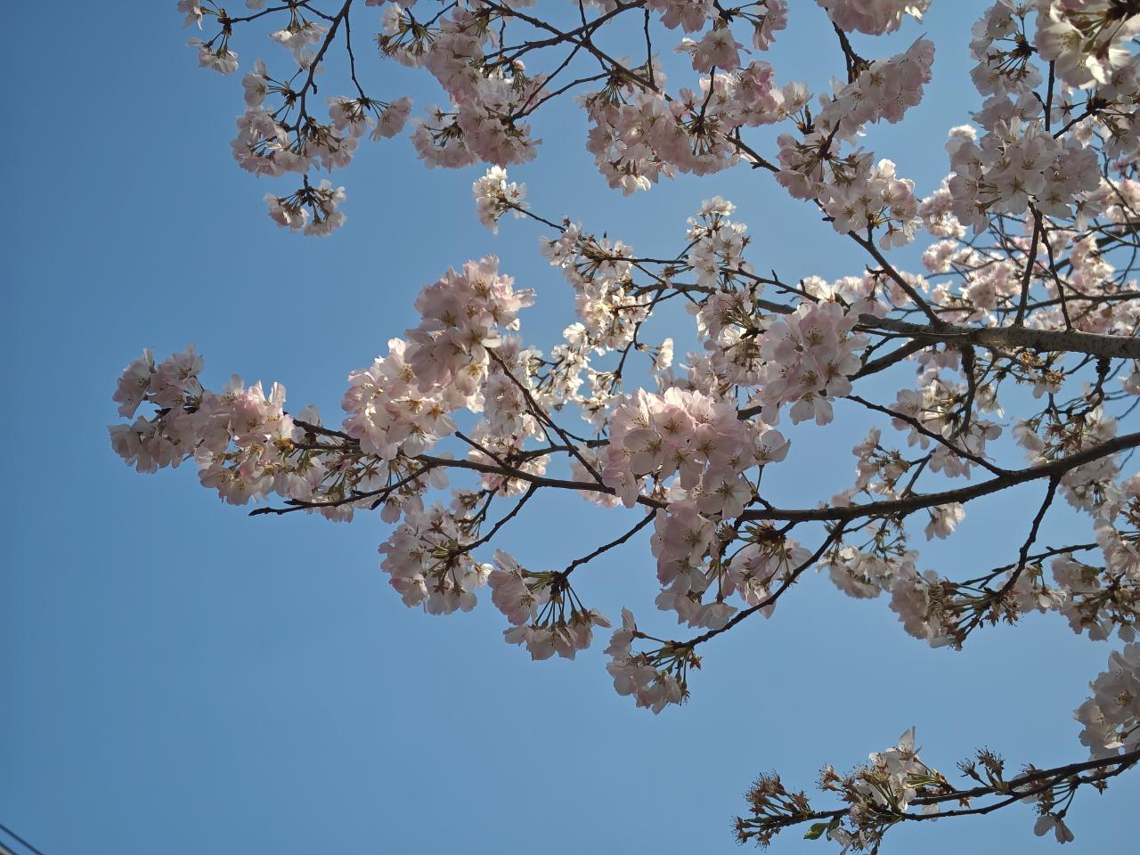 ☆桜まつり～上北沢☆