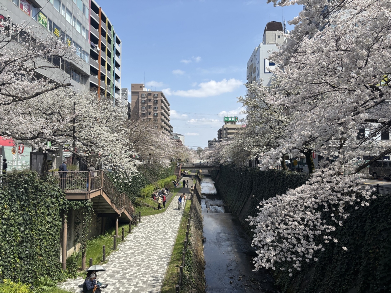多摩センター！乞田川河川敷の桜