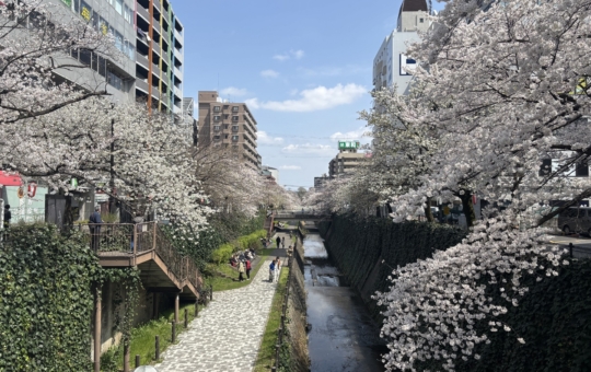 多摩センター！乞田川河川敷の桜