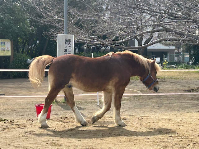 え？ポニー？！住宅街の公園で会えます！