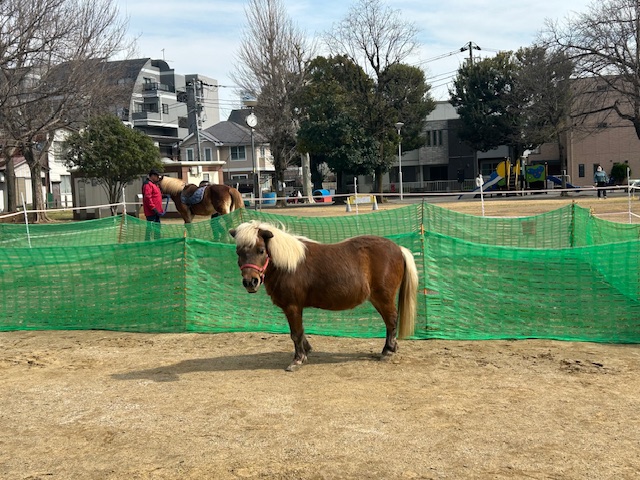 え？ポニー？！住宅街の公園で会えます！
