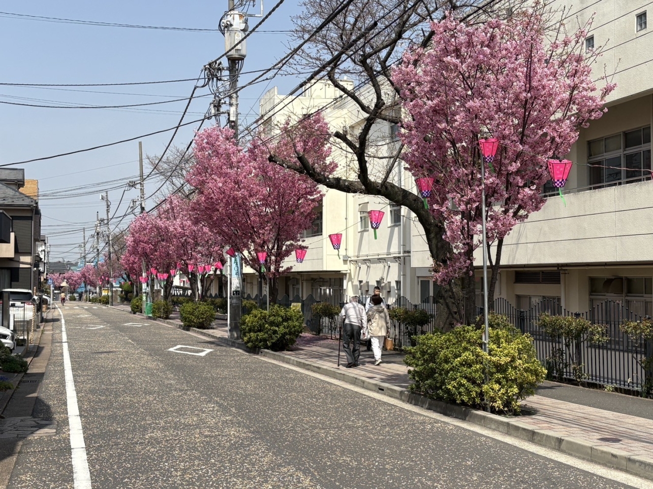 港南中央の桜道🌸