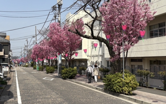 港南中央の桜道🌸