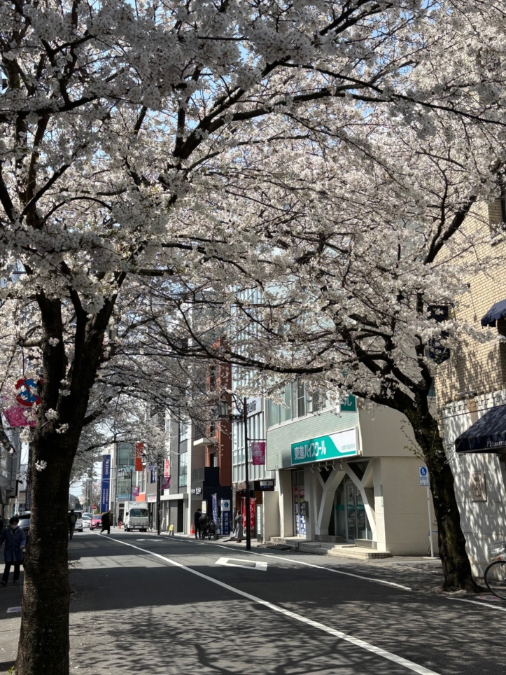 桜満開で成城にも春到来♪【成城学園前駅】