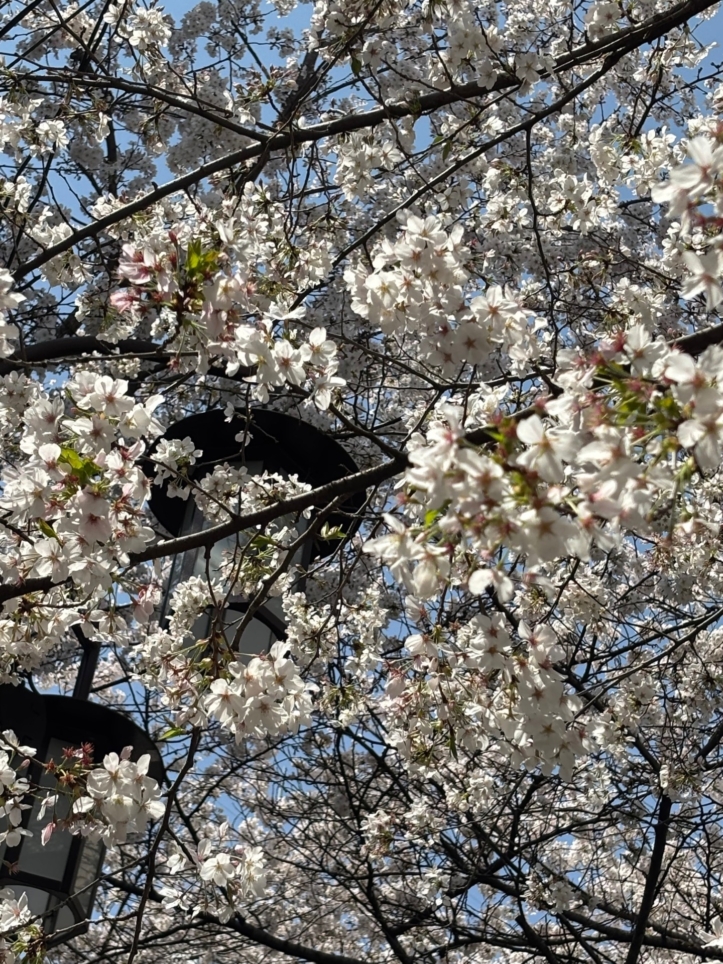 桜満開で成城にも春到来♪【成城学園前駅】