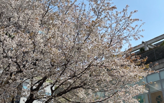 桜満開で成城にも春到来♪【成城学園前駅】