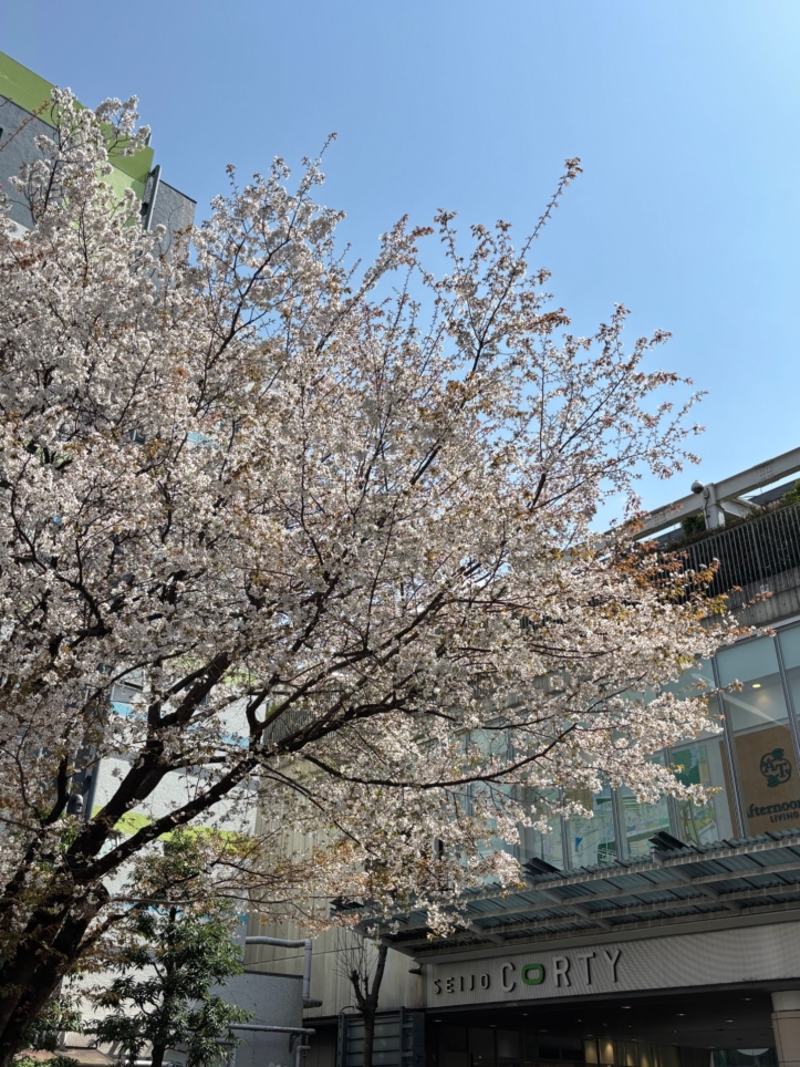 桜満開で成城にも春到来♪【成城学園前駅】
