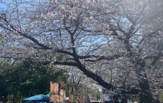 ねりま光が丘　Cherry　Blossom　Festa