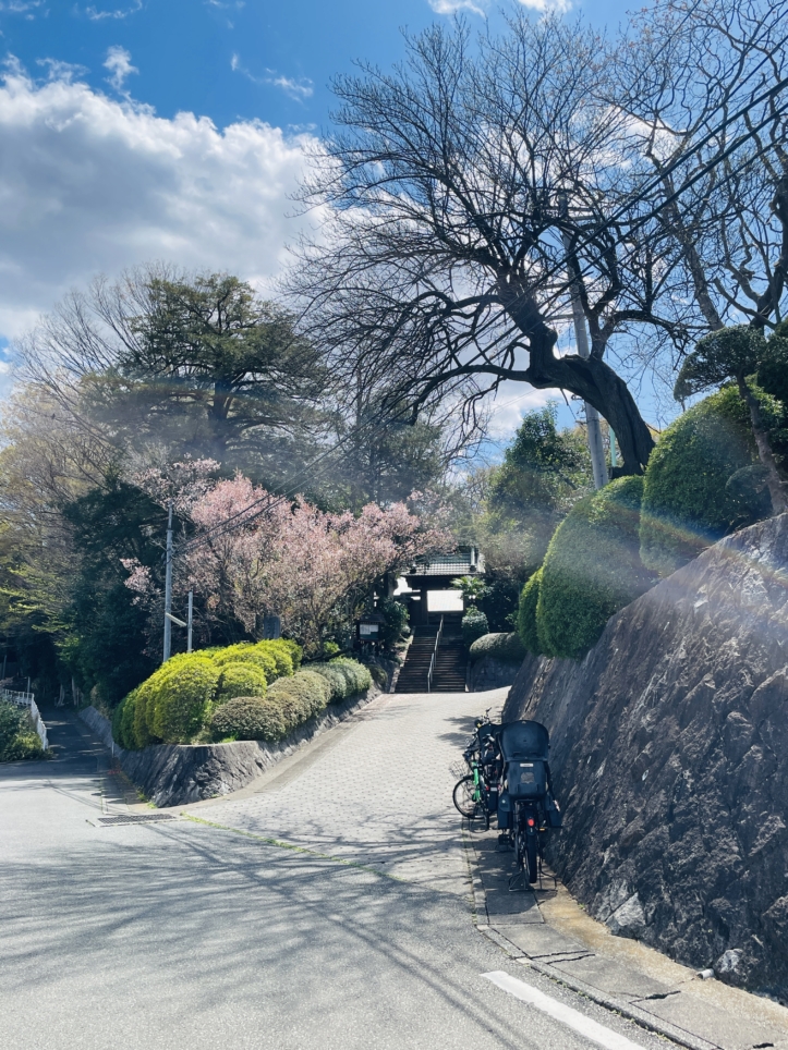 【旭区】帷子川周辺　桜