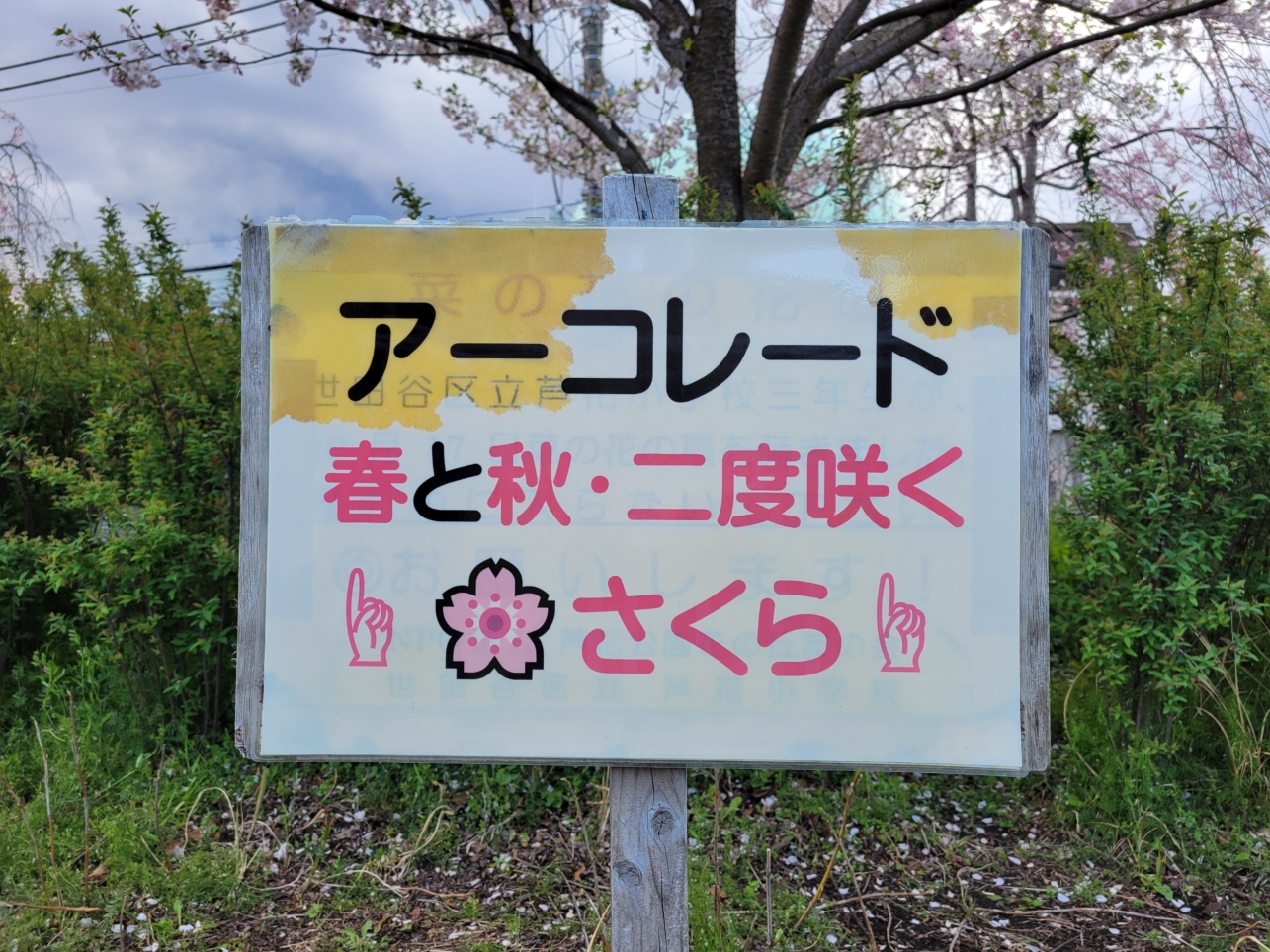 春の蘆花恒春園・花の丘2025🌸
