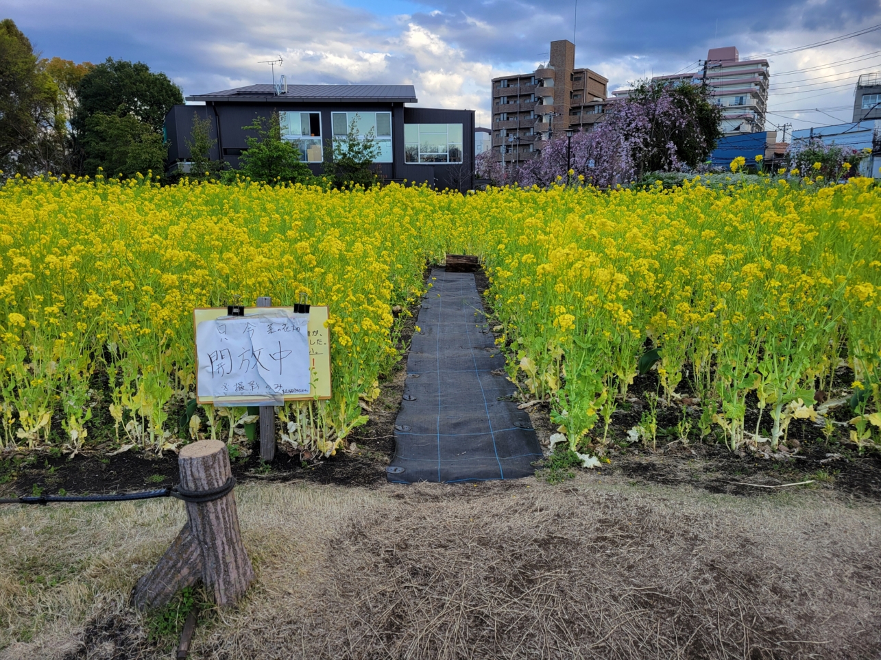 春の蘆花恒春園・花の丘2025🌸