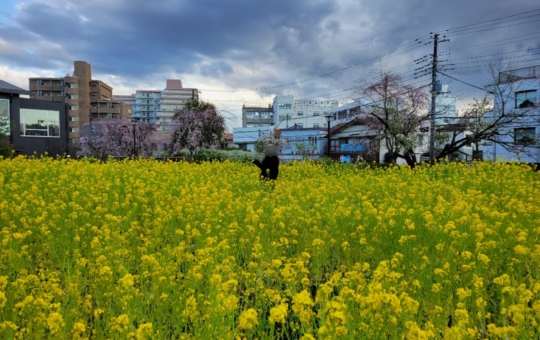 春の蘆花恒春園・花の丘2025🌸