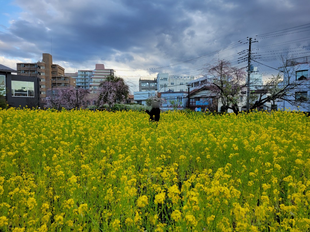 春の蘆花恒春園・花の丘2025🌸