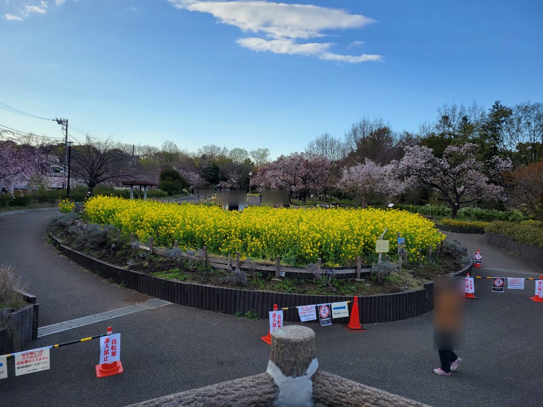 春の蘆花恒春園・花の丘2025🌸