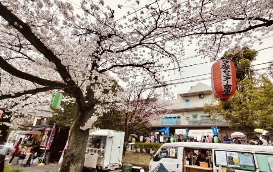 子供に優しい桜祭り【長久保公園】