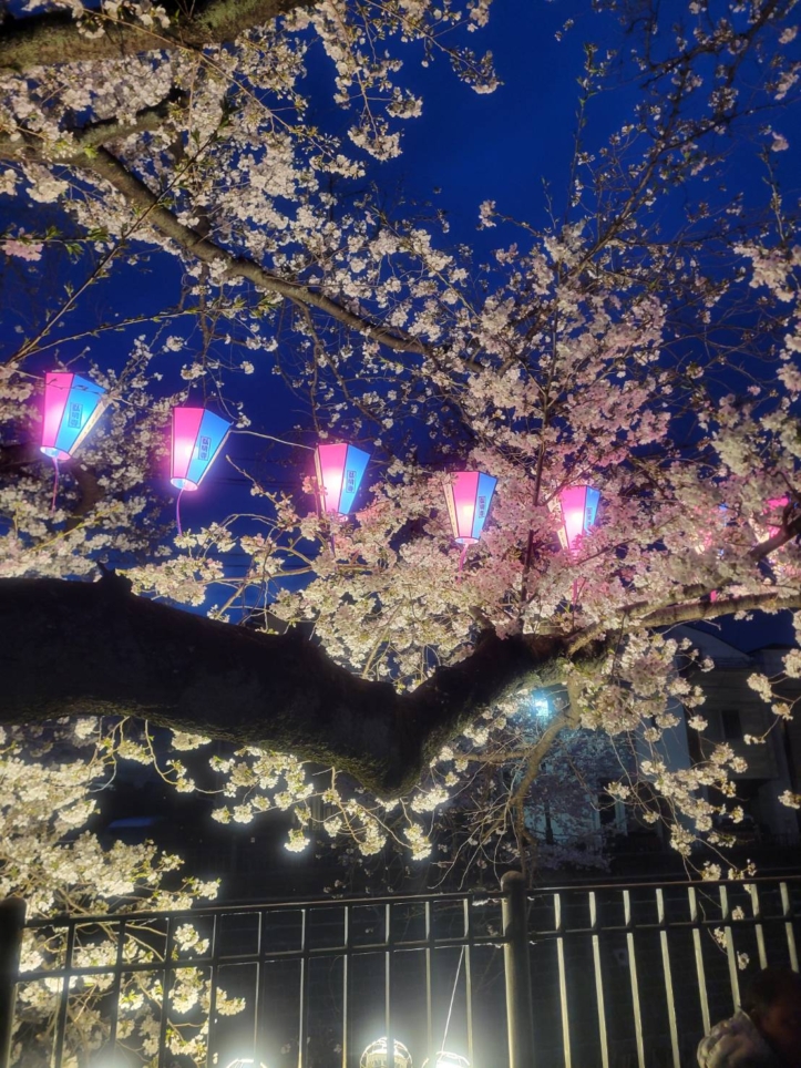 🌸大岡川の桜🌸