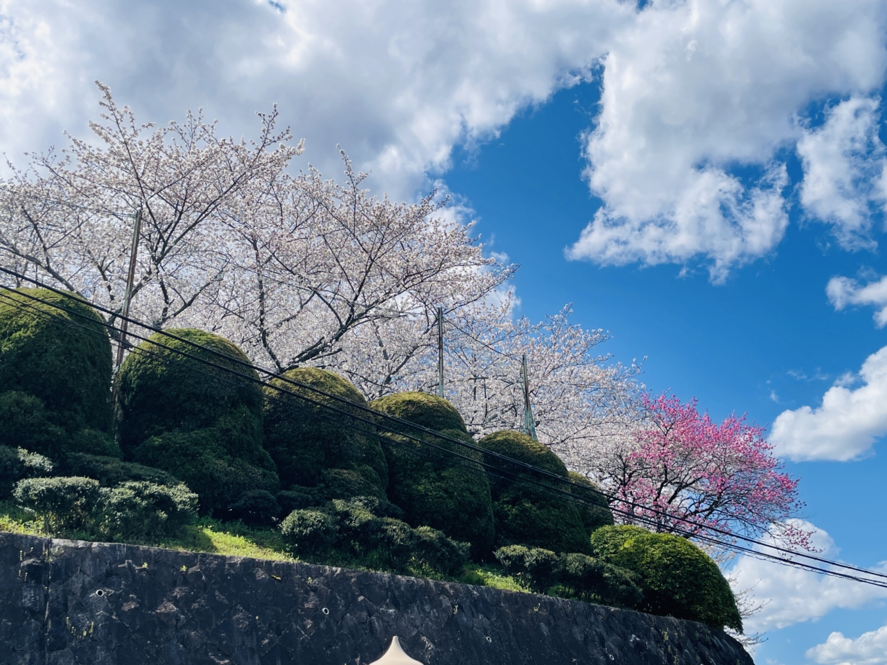 【旭区】帷子川周辺　桜