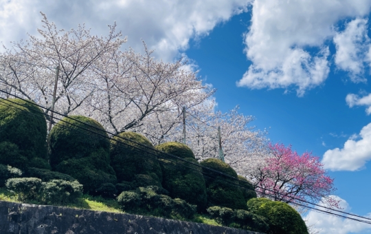 【旭区】帷子川周辺　桜