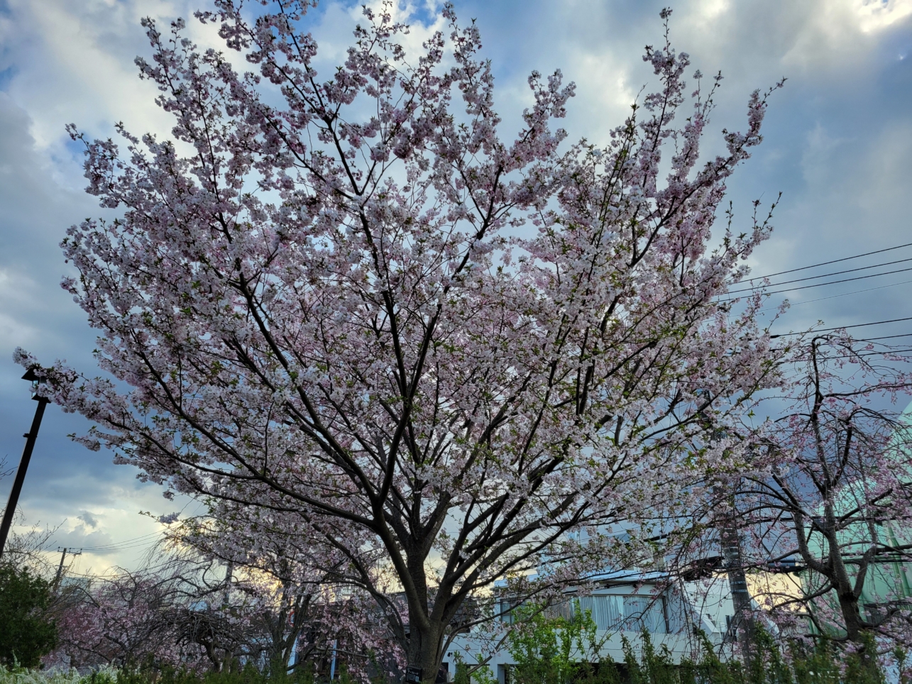春の蘆花恒春園・花の丘2025🌸