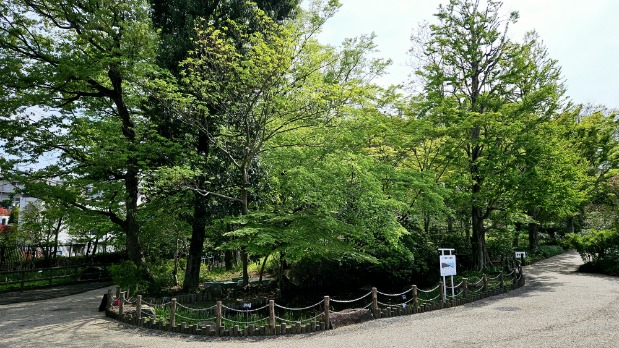 ★★これからが見頃♪色んなお花に出会えます(^^♪　《🌷板橋区立赤塚植物園🌷》