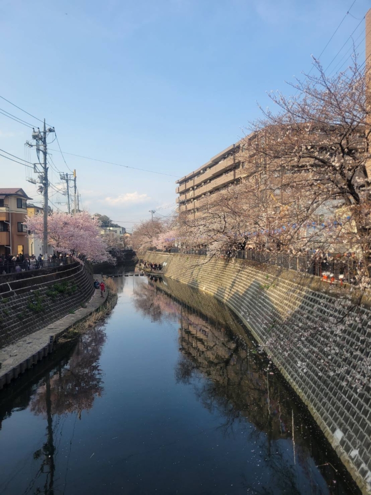 🌸大岡川の桜🌸