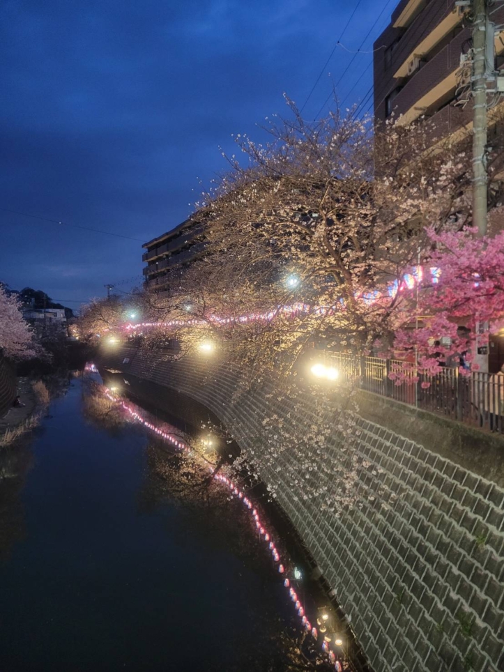 🌸大岡川の桜🌸