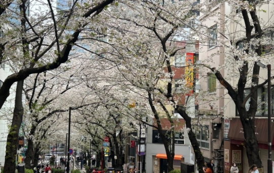 渋谷のさくら🌸