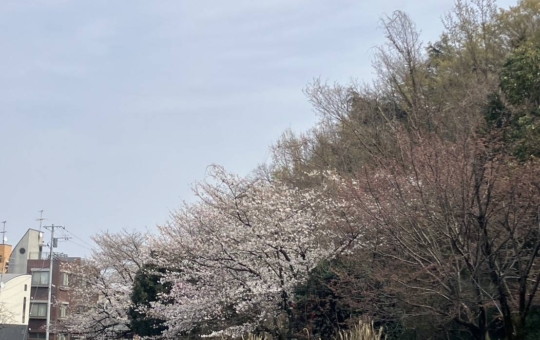 今年も桜の季節！新年度スタート☆