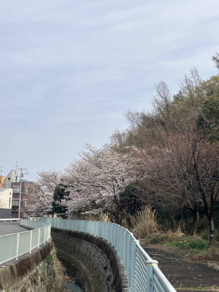今年も桜の季節！新年度スタート☆