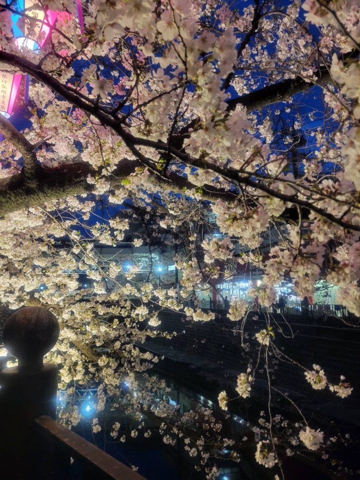 🌸大岡川の桜🌸