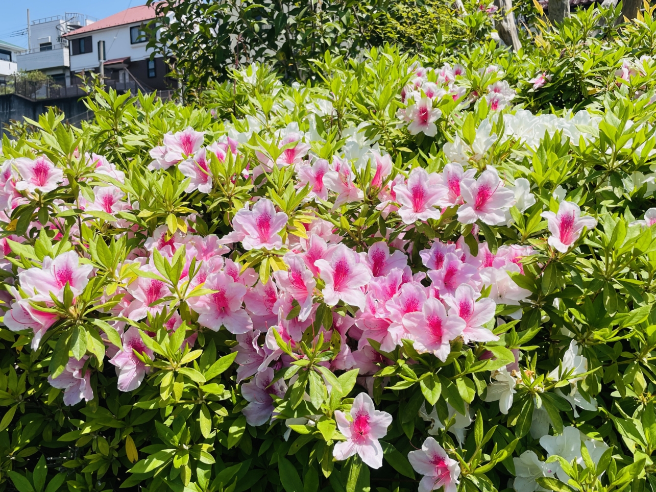 【旭区】出刈場公園