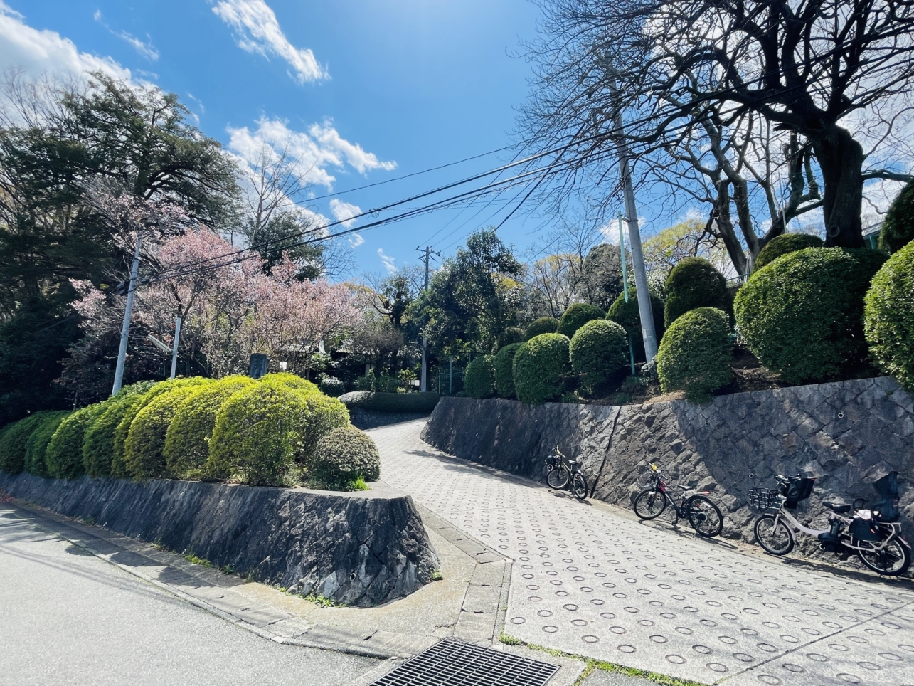 【旭区】帷子川周辺　桜
