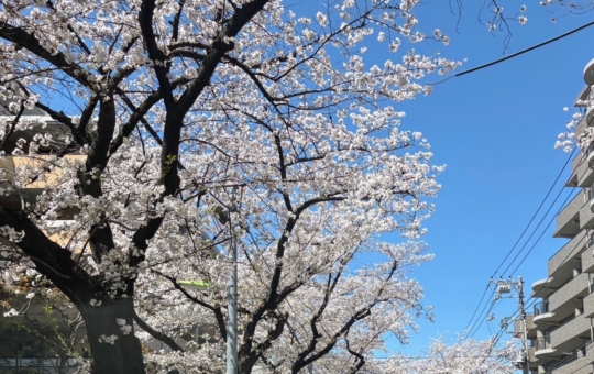 経堂にも春がやってきました！！