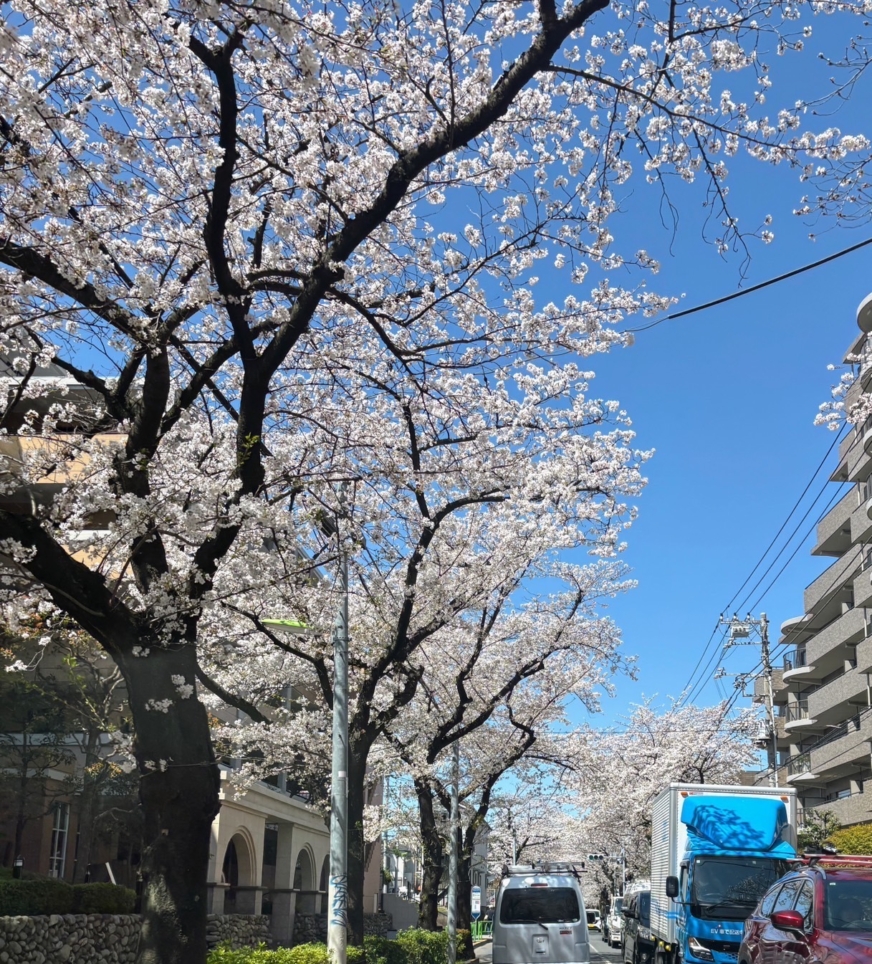 経堂にも春がやってきました！！