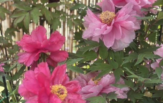 春の花　牡丹♪