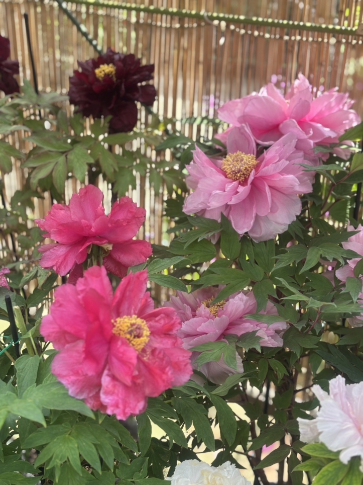 春の花　牡丹♪