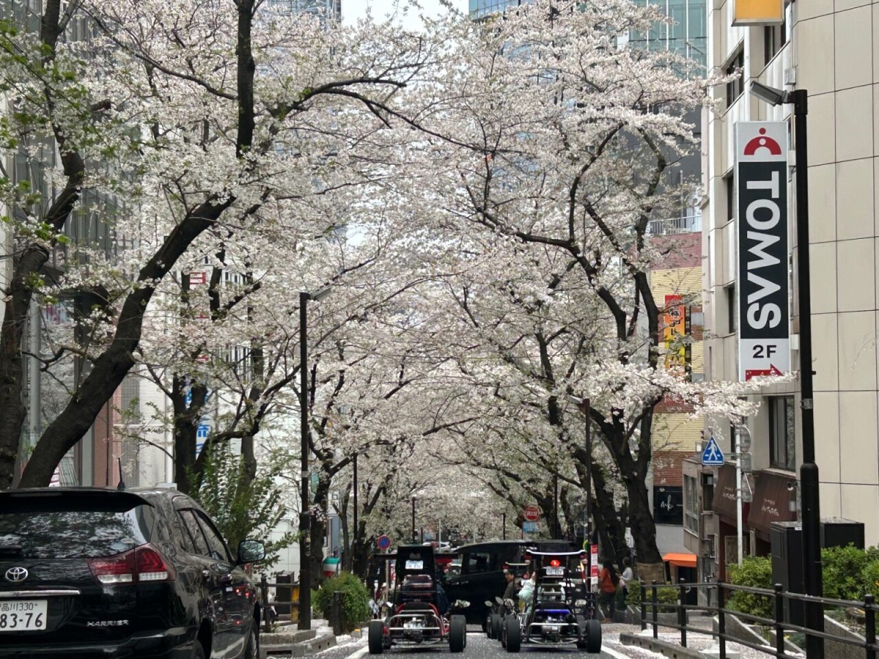 渋谷のさくら🌸