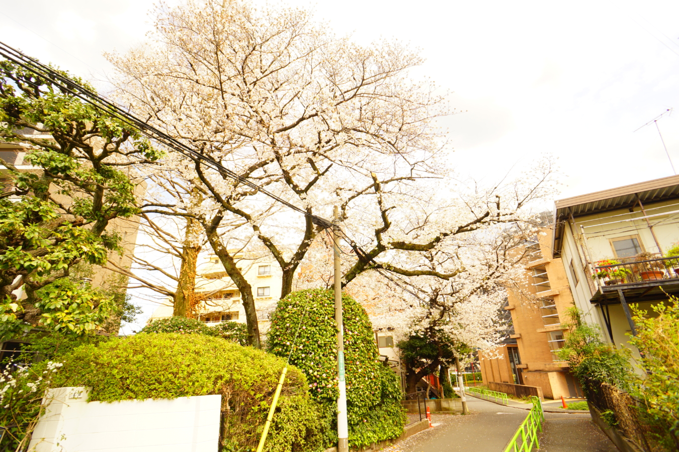 狛江市の桜