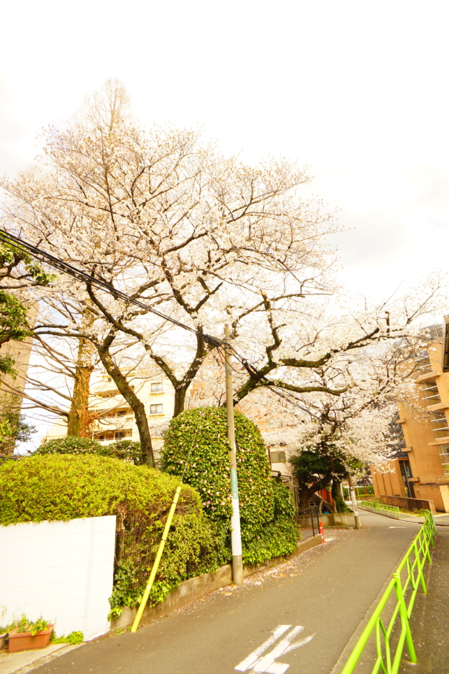 狛江市の桜