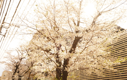 狛江市の桜