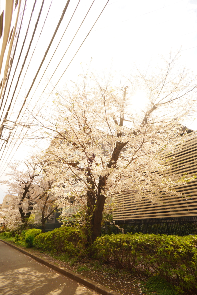 狛江市の桜